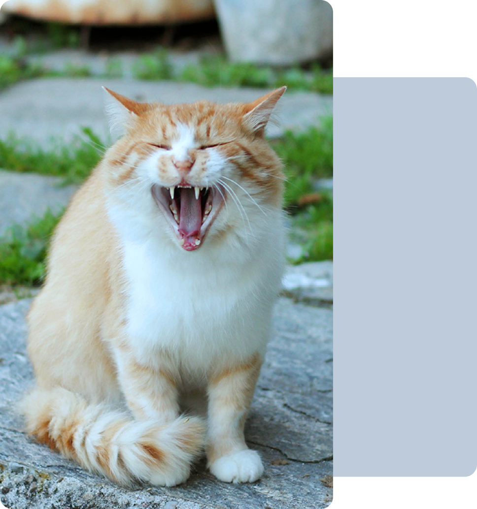 Yawning cat