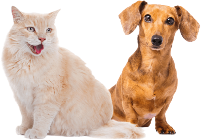 white cat and Dachshund dog