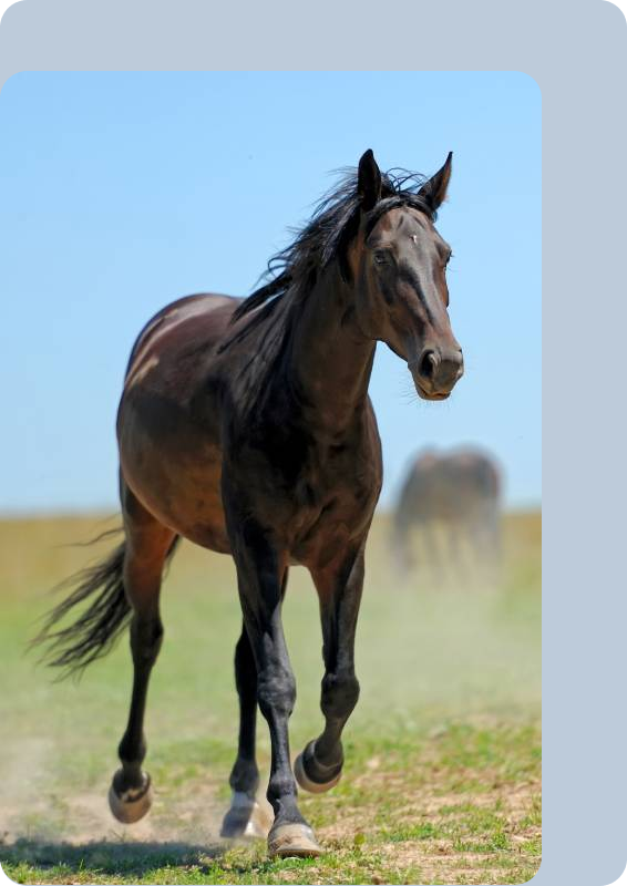 Happy horse running in a field