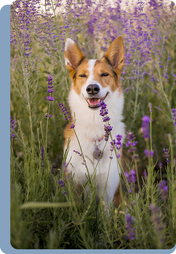 Happy dog in the field