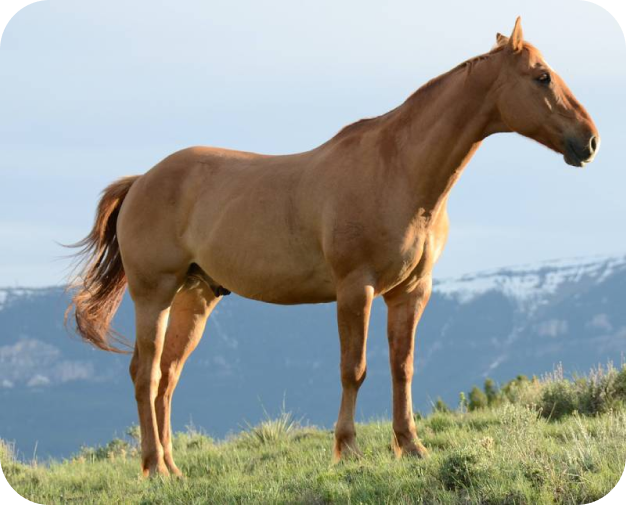 Golden horse in the meadow