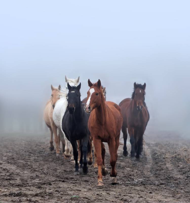 Horses in the fog