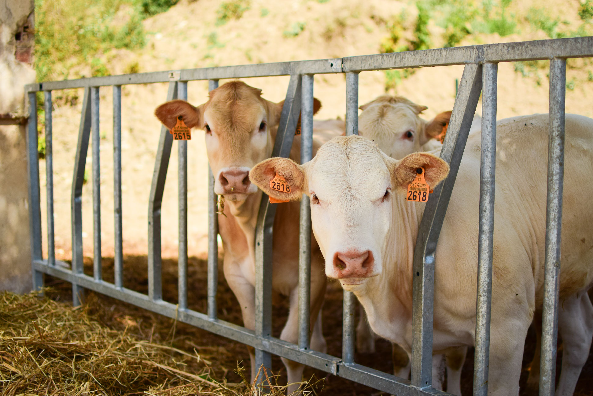 some cows looking at the camera