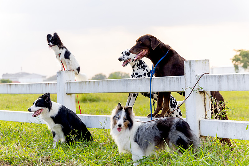 Dog pack in the farm