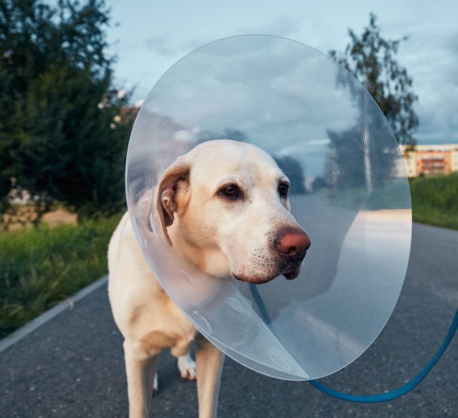 pet owner with his old dog after surgery