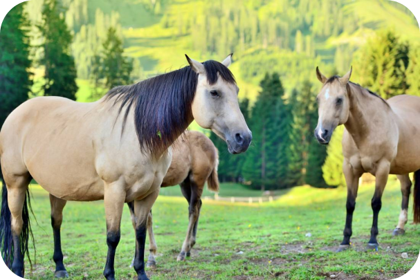 horses on the meadow in the mountains