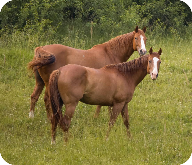 beautiful two brown american quarter horses in the fields