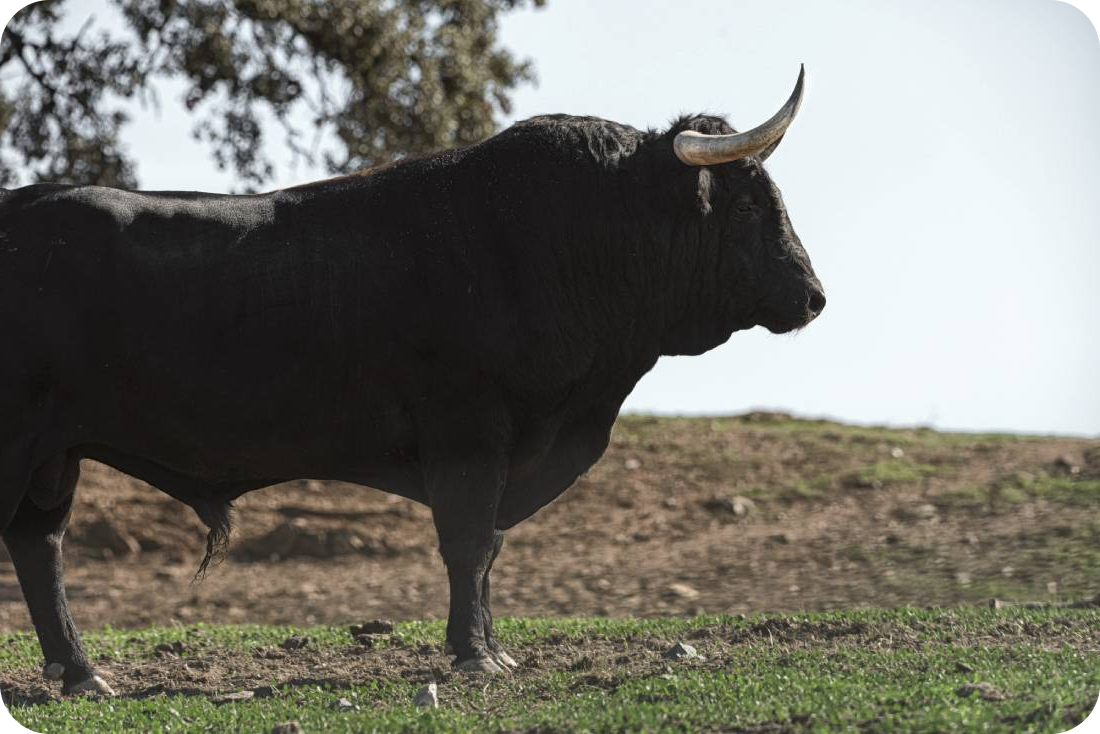 brave bull lidea bull meadow