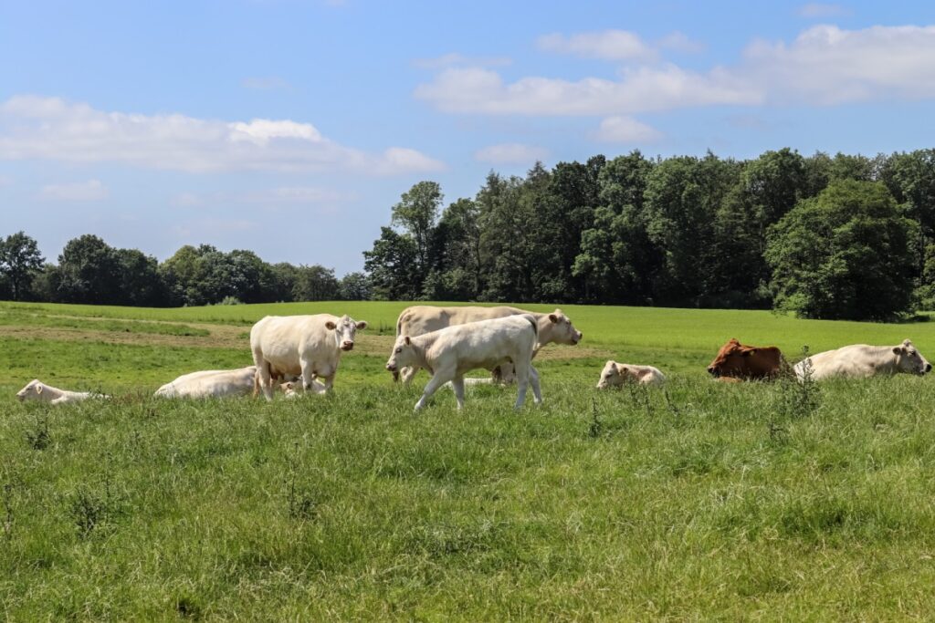 closeup shot of cows in the field at daytime