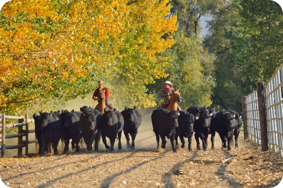 Cowboy and son herding black cows