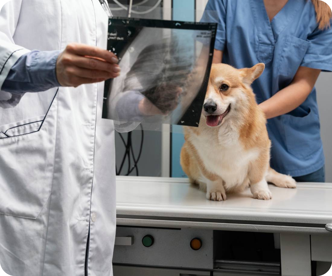 veterinarian taking care pet dog