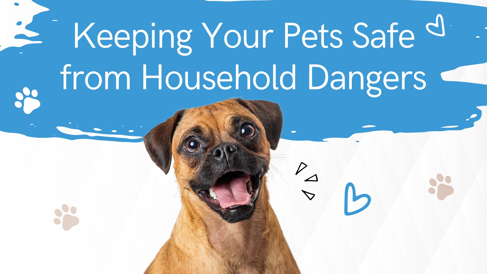 Keeping Your Pets Safe from Household Dangers image