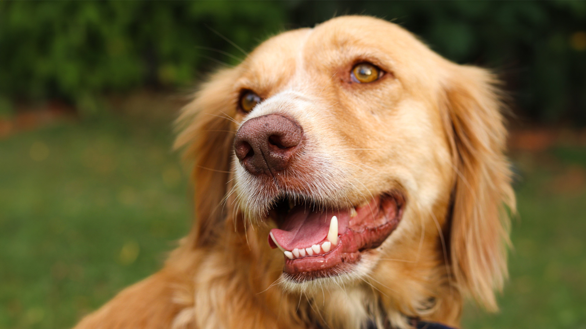 Beautiful labrados dog