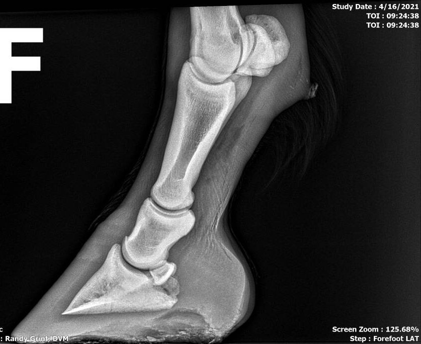 Lameness examination