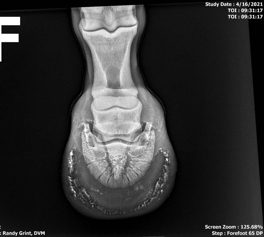 Lameness examination Forefoot