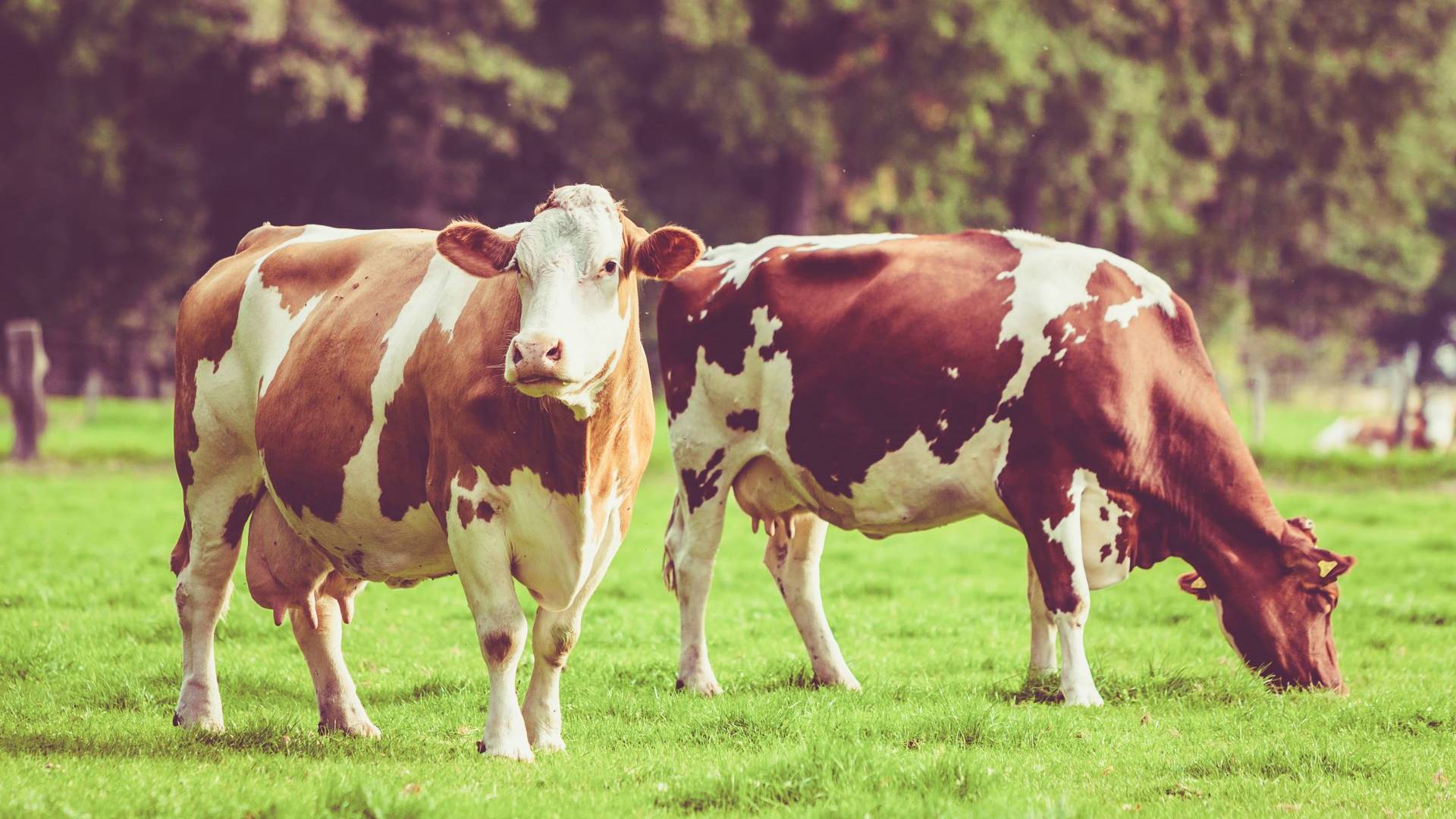 herd of cows at summer green field vintage style