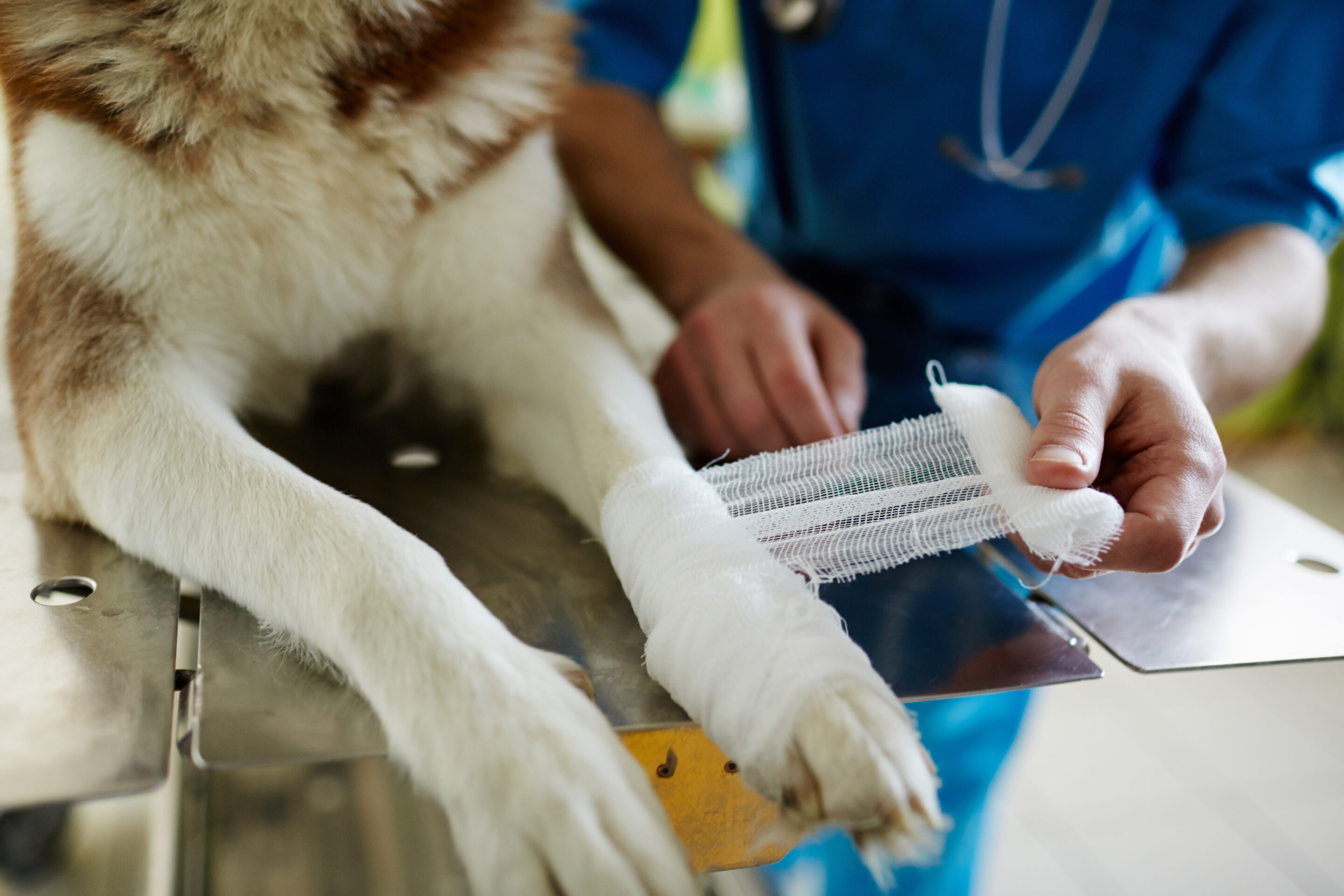 Dressing dog's wound