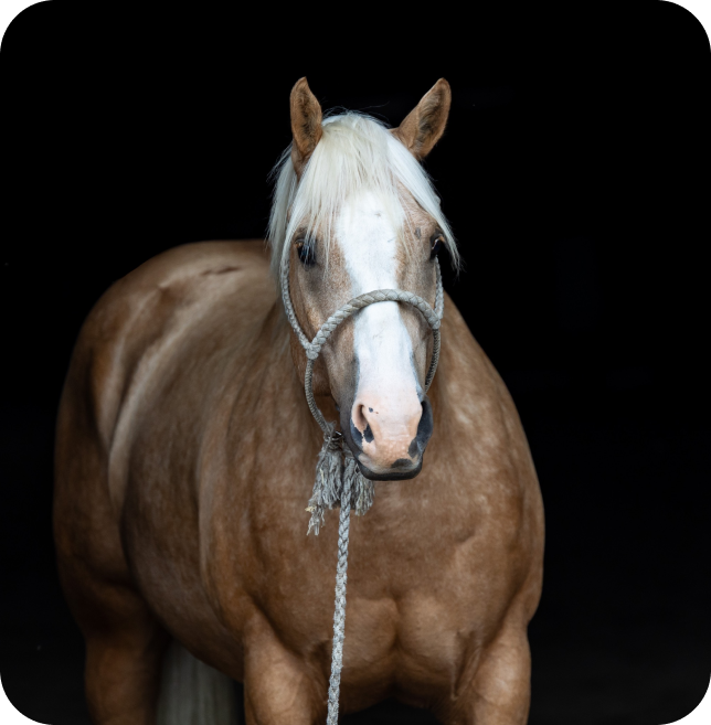 white-faced brown horse in black background