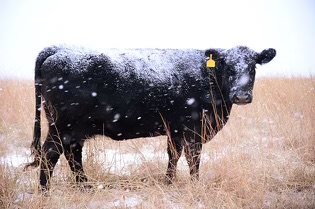 Black aberdeen angus cow under the snow