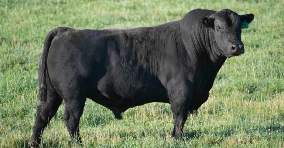 Black aberdeen angus bull