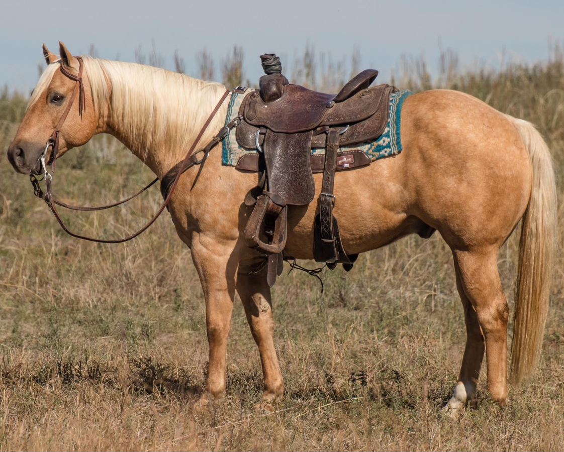 Horse with its horse seat