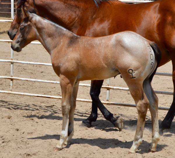 Marked colt