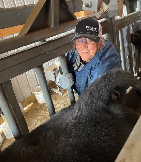 Veterinarian checking cow for pregnancy