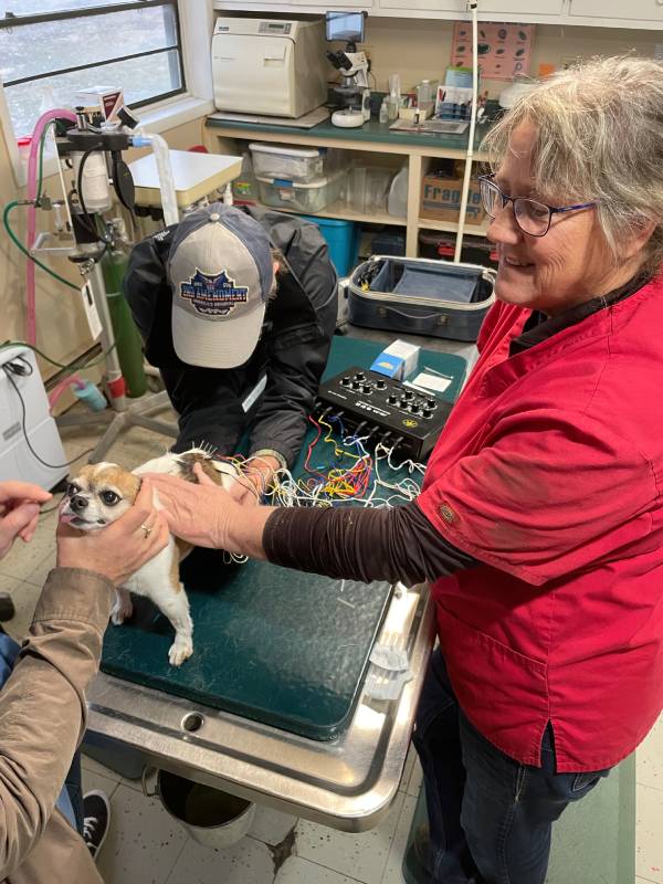 Vet team checking up a dog