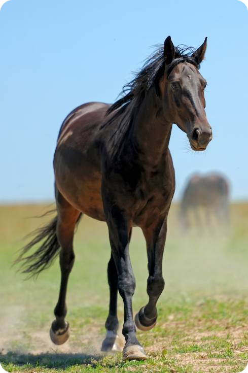 Happy horse running in a field