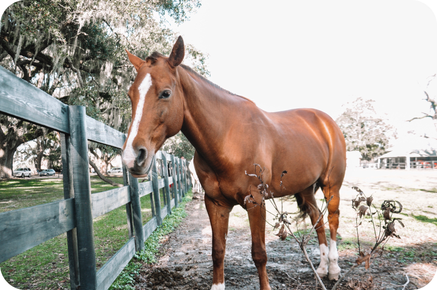 Horse life on a farm