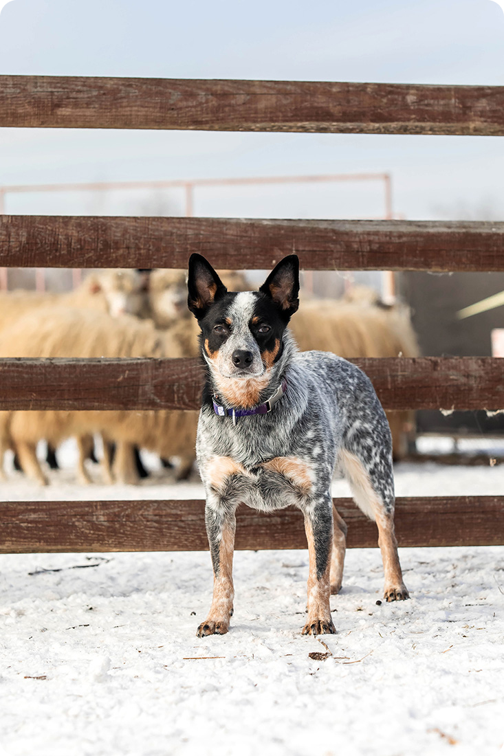 Australian shepherd dog