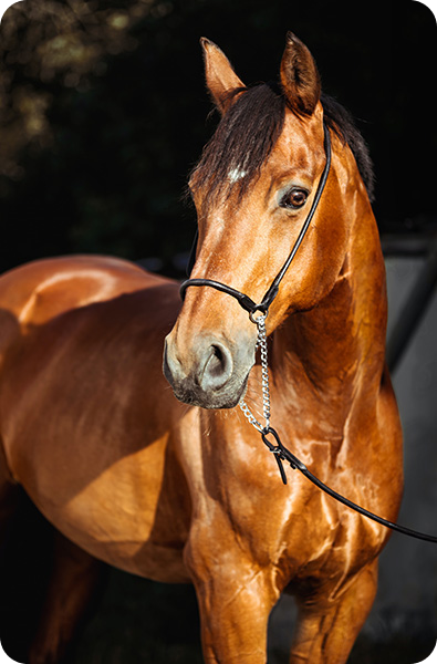 Beautiful brown horse