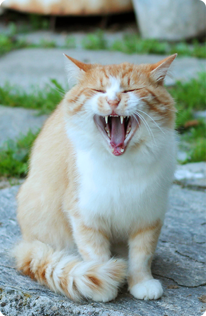 Yawning cat