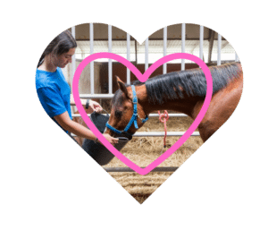 Mobile vet care for horses and livestock from Ord Animal Clinic in Ord, NE
