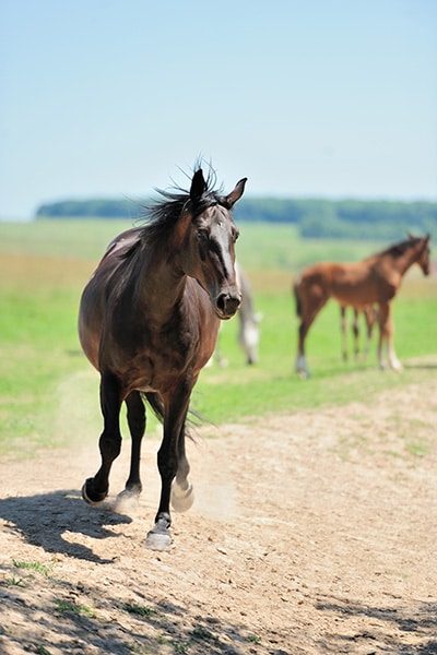 Happy horse running in meadow